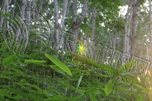 橡胶期货上下求索两难间 季节性弱势再笼罩-第4张图片-十倍杠杆-股票杠杆